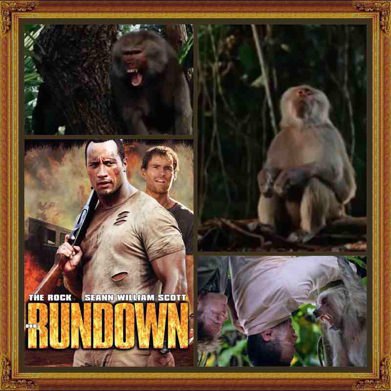 Hire Wild About Monkeys! Animal Entertainment in Napa, California