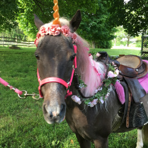 Winding Brook Farm - Pony Party in Flemington, New Jersey