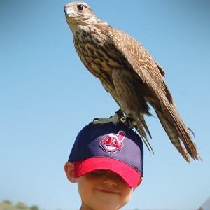 World Birds Of Prey