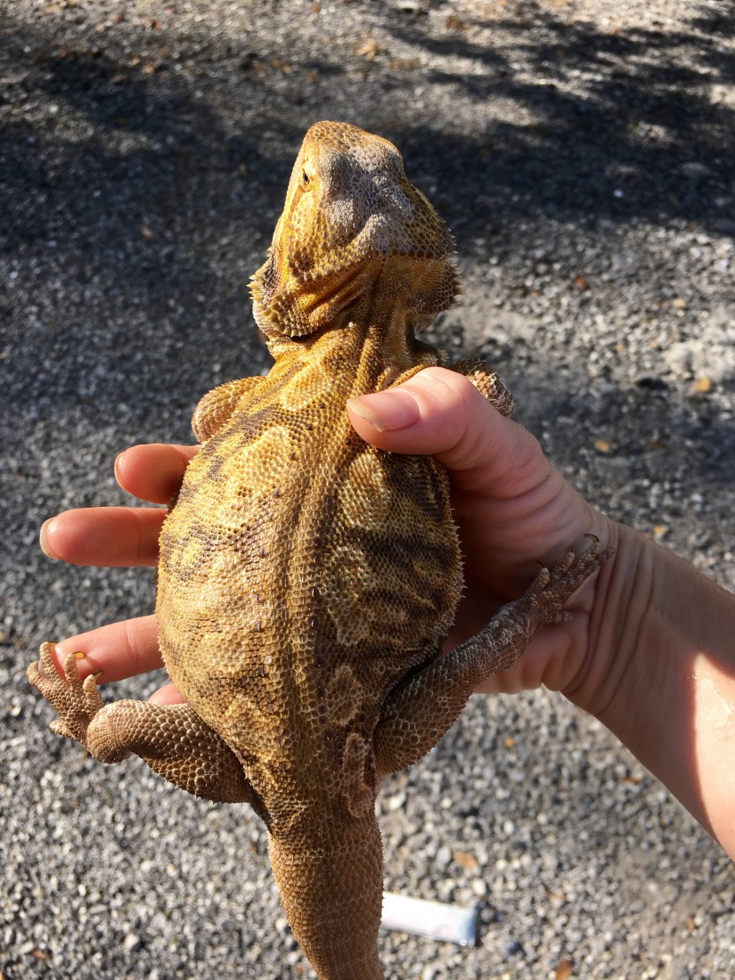 Hire Xtreme Exotics Animal Entertainment in Jacksonville, Florida